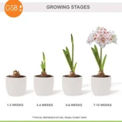 26/28 Cm Galaxy Nymph Double White Amaryllis Flower Bulb (Bag Of 1) -Garden State Bulb garden state bulb flower bulbs ech 24 01 01 76 1000