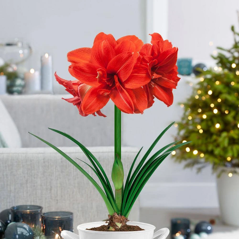 Red Peacock Double Amaryllis Flower Bulb, 26/28cm (Bag Of 1) 10 Red Peacock Double Amaryllis Flower Bulb, 26/28cm (Bag Of 1) - Image 8