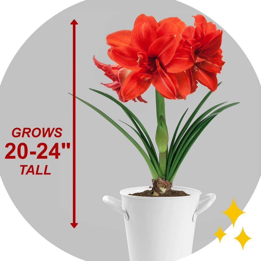 Red Peacock Double Amaryllis Flower Bulb, 26/28cm (Bag Of 1) 8 Red Peacock Double Amaryllis Flower Bulb, 26/28cm (Bag Of 1) - Image 6
