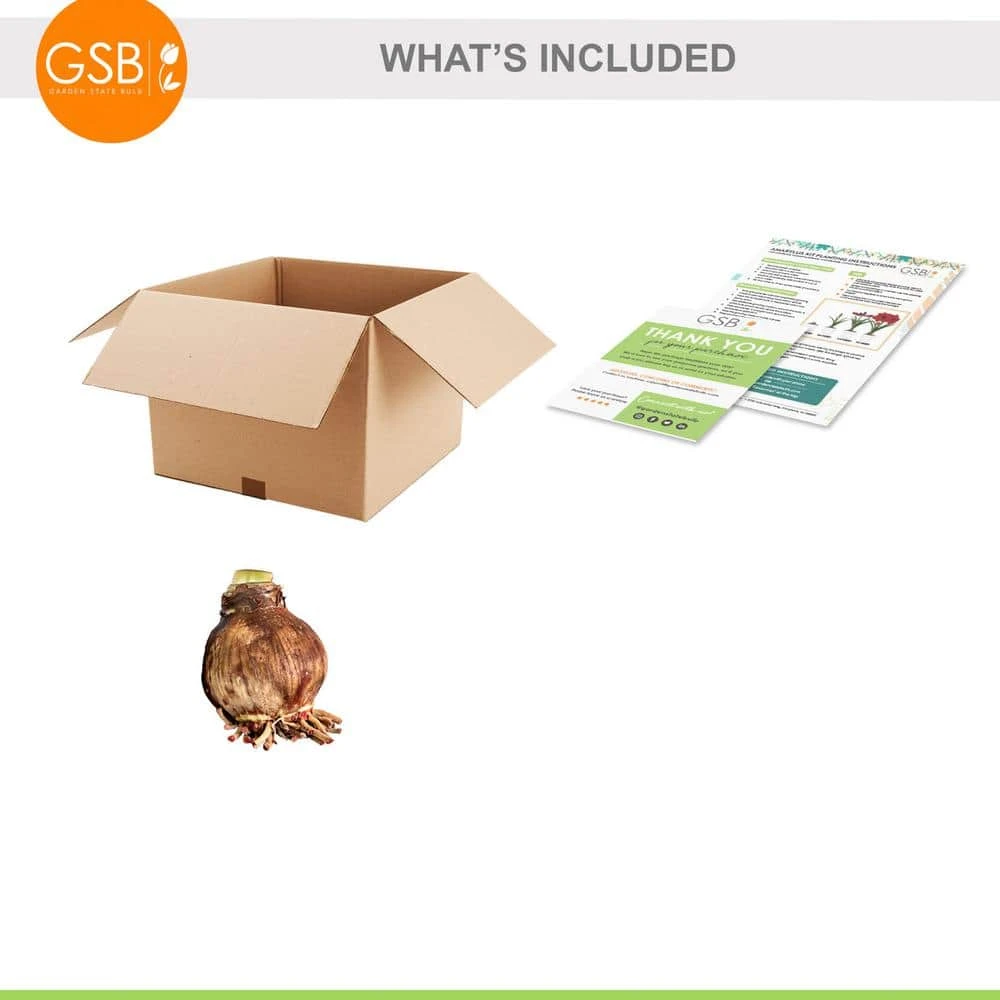 Red Peacock Double Amaryllis Flower Bulb, 26/28cm (Bag Of 1) 4 Red Peacock Double Amaryllis Flower Bulb, 26/28cm (Bag Of 1) - Image 2