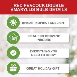 Red Peacock Double Amaryllis Flower Bulb, 26/28cm (Bag Of 1) 12 Red Peacock Double Amaryllis Flower Bulb, 26/28cm (Bag Of 1) -Garden State Bulb garden state bulb flower bulbs ech 28 01 01 c3 1000