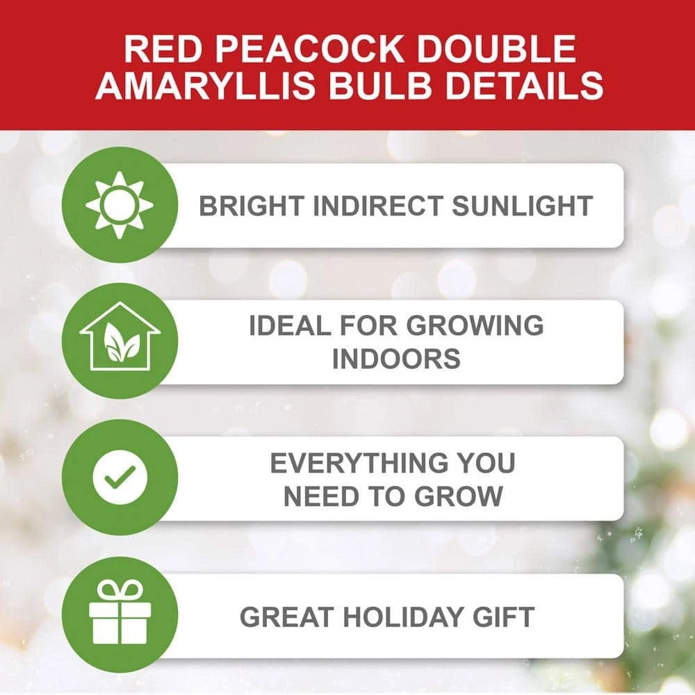 Red Peacock Double Amaryllis Flower Bulb, 26/28cm (Bag Of 1) 5 Red Peacock Double Amaryllis Flower Bulb, 26/28cm (Bag Of 1) - Image 3