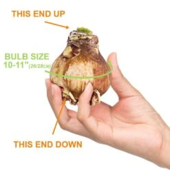 Red Peacock Double Amaryllis Flower Bulb, 26/28cm (Bag Of 2) -Garden State Bulb garden state bulb flower bulbs ech 28 02 02 4f 1000