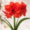 Red Peacock Double Amaryllis Flower Bulb, 26/28cm (Bag Of 2) -Garden State Bulb garden state bulb flower bulbs ech 28 02 02 64 1000