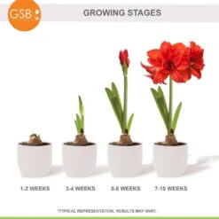 Red Peacock Double Amaryllis Flower Bulb, 26/28cm (Bag Of 2) -Garden State Bulb garden state bulb flower bulbs ech 28 02 02 fa 1000