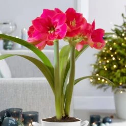 Ice Pink Amaryllis Flower Bulbs, 26/28cm (Bag Of 3) -Garden State Bulb garden state bulb flower bulbs ech 29 03 01 31 1000