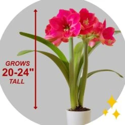Ice Pink Amaryllis Flower Bulbs, 26/28cm (Bag Of 3) -Garden State Bulb garden state bulb flower bulbs ech 29 03 01 44 1000