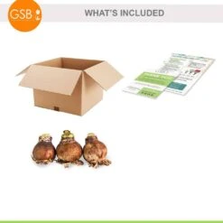 Garden State Bulb -Garden State Bulb garden state bulb flower bulbs ech 29 03 01 77 1000