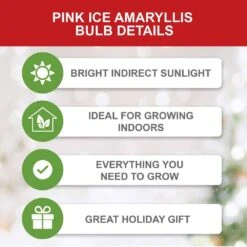 Ice Pink Amaryllis Flower Bulbs, 26/28cm (Bag Of 3) -Garden State Bulb garden state bulb flower bulbs ech 29 03 01 c3 1000