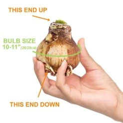 Ice Pink Amaryllis Flower Bulbs, 26/28cm (Bag Of 6) 13 Ice Pink Amaryllis Flower Bulbs, 26/28cm (Bag Of 6) -Garden State Bulb garden state bulb flower bulbs ech 29 06 02 4f 1000