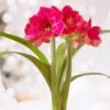 Ice Pink Amaryllis Flower Bulbs, 26/28cm (Bag Of 6) -Garden State Bulb garden state bulb flower bulbs ech 29 06 02 64 1000