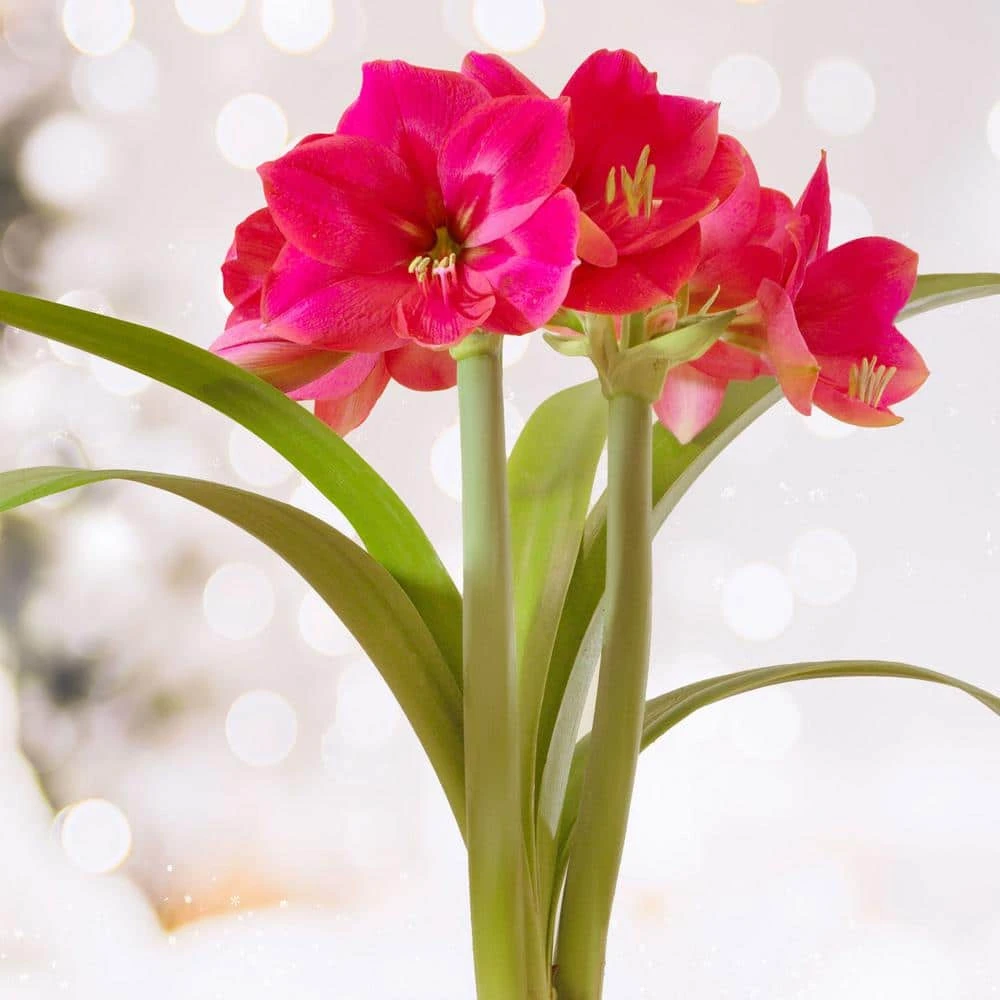 Ice Pink Amaryllis Flower Bulbs, 26/28cm (Bag Of 6) 3 Ice Pink Amaryllis Flower Bulbs, 26/28cm (Bag Of 6)