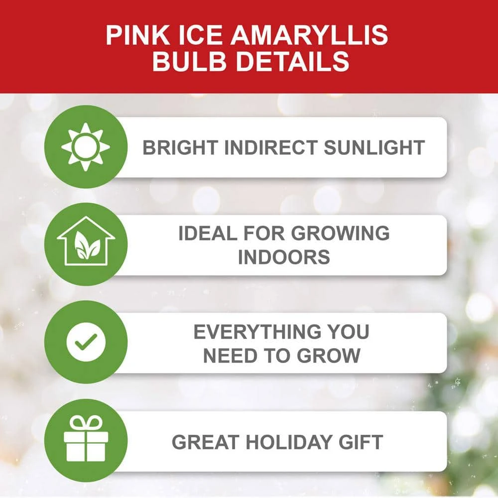 Ice Pink Amaryllis Flower Bulbs, 26/28cm (Bag Of 6) 5 Ice Pink Amaryllis Flower Bulbs, 26/28cm (Bag Of 6) - Image 3