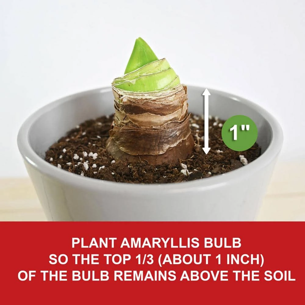 Apple Blossom Amaryllis Flower Bulbs, 28/30 Cm (Bag Of 3) 7 Apple Blossom Amaryllis Flower Bulbs, 28/30 Cm (Bag Of 3) - Image 5