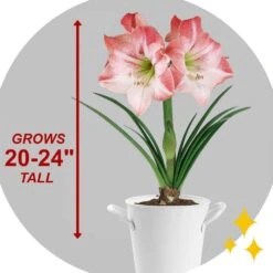 Apple Blossom Amaryllis Flower Bulbs, 28/30 Cm (Bag Of 3) 14 Apple Blossom Amaryllis Flower Bulbs, 28/30 Cm (Bag Of 3) -Garden State Bulb garden state bulb flower bulbs ech 30 03 01 44 1000