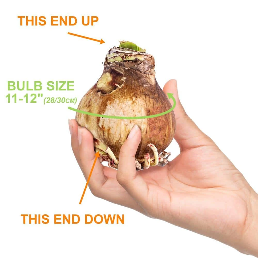 Apple Blossom Amaryllis Flower Bulbs, 28/30 Cm (Bag Of 3) 6 Apple Blossom Amaryllis Flower Bulbs, 28/30 Cm (Bag Of 3) - Image 4