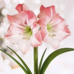 Apple Blossom Amaryllis Flower Bulbs, 28/30 Cm (Bag Of 3)