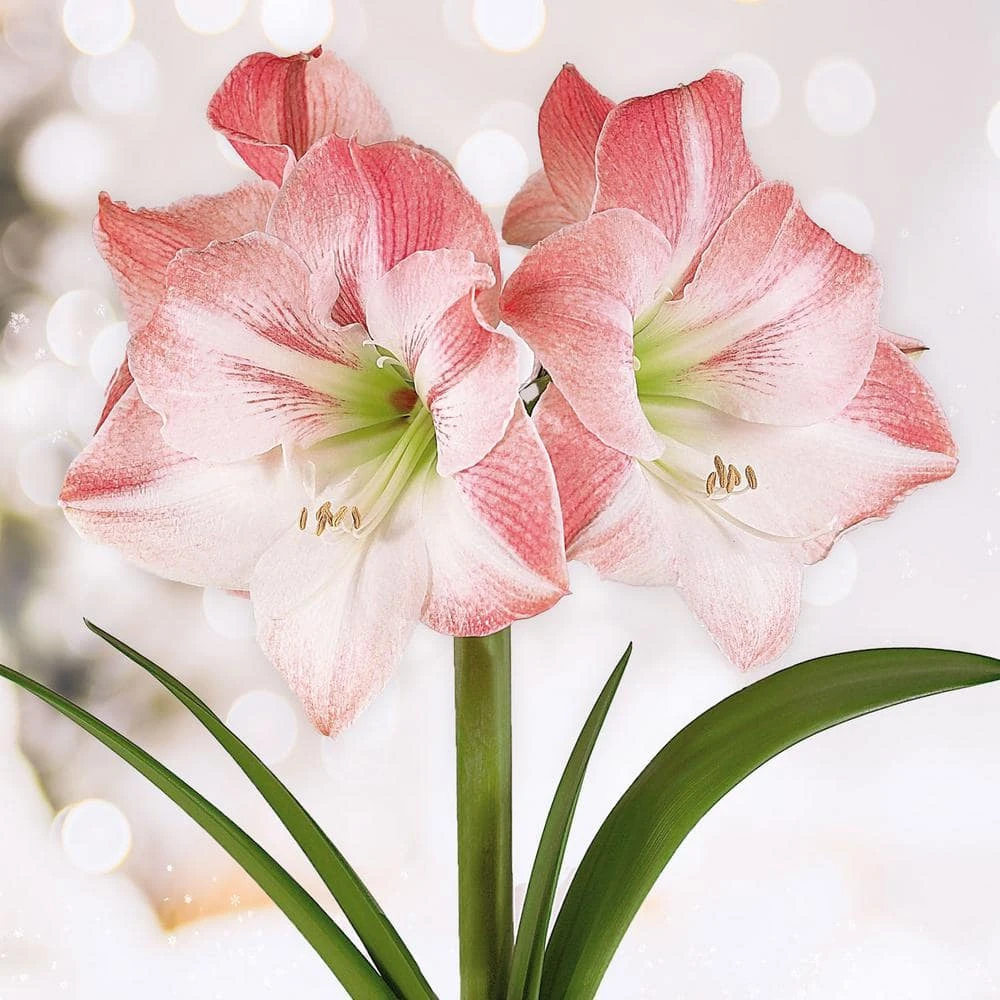 Apple Blossom Amaryllis Flower Bulbs, 28/30 Cm (Bag Of 3) 3 Apple Blossom Amaryllis Flower Bulbs, 28/30 Cm (Bag Of 3)