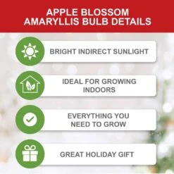Apple Blossom Amaryllis Flower Bulbs, 28/30 Cm (Bag Of 3) 11 Apple Blossom Amaryllis Flower Bulbs, 28/30 Cm (Bag Of 3) -Garden State Bulb garden state bulb flower bulbs ech 30 03 01 c3 1000