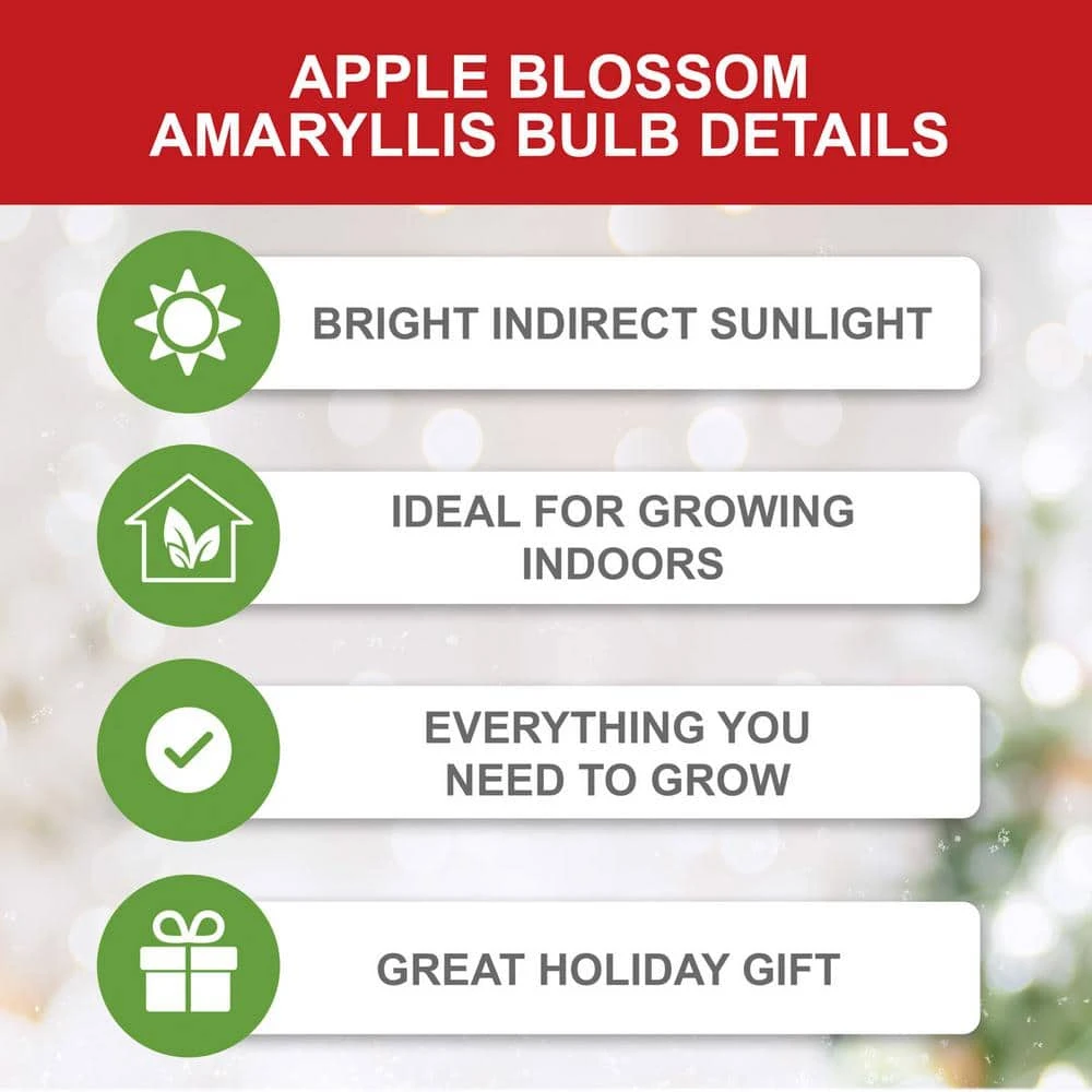 Apple Blossom Amaryllis Flower Bulbs, 28/30 Cm (Bag Of 3) 5 Apple Blossom Amaryllis Flower Bulbs, 28/30 Cm (Bag Of 3) - Image 3