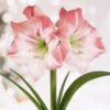 Apple Blossom Amaryllis Flower Bulbs, 28/30 Cm (Bag Of 6) -Garden State Bulb garden state bulb flower bulbs ech 30 06 02 64 1000