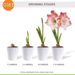 Apple Blossom Amaryllis Flower Bulbs, 28/30 Cm (Bag Of 6) -Garden State Bulb garden state bulb flower bulbs ech 30 06 02 fa 1000