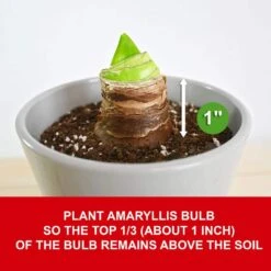 White Christmas Amaryllis Flower Bulbs, 28/30cm (Bag Of 3) 14 White Christmas Amaryllis Flower Bulbs, 28/30cm (Bag Of 3) -Garden State Bulb garden state bulb flower bulbs ech 31 03 01 1f 1000