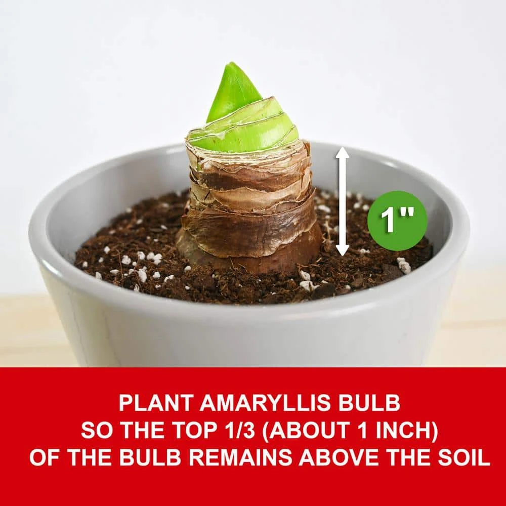 White Christmas Amaryllis Flower Bulbs, 28/30cm (Bag Of 3) 7 White Christmas Amaryllis Flower Bulbs, 28/30cm (Bag Of 3) - Image 5