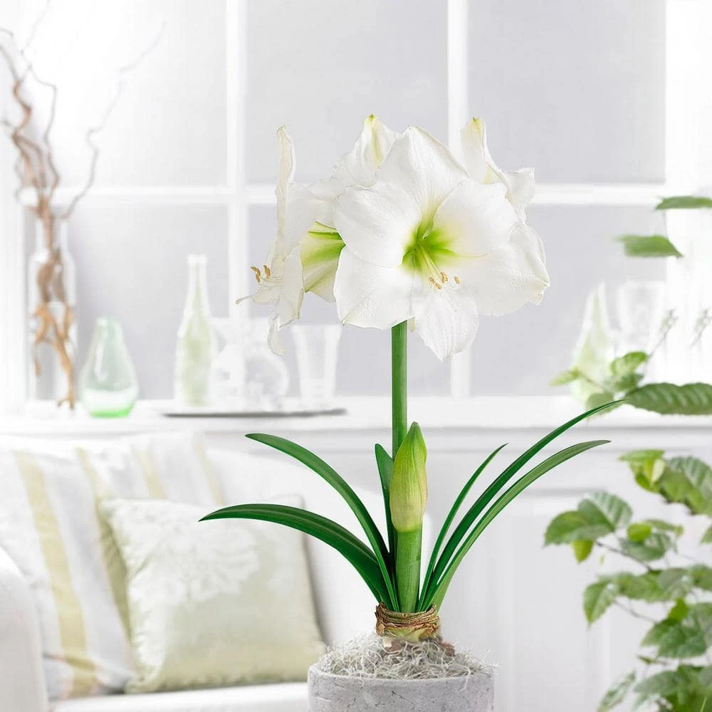 White Christmas Amaryllis Flower Bulbs, 28/30cm (Bag Of 3) 10 White Christmas Amaryllis Flower Bulbs, 28/30cm (Bag Of 3) - Image 8