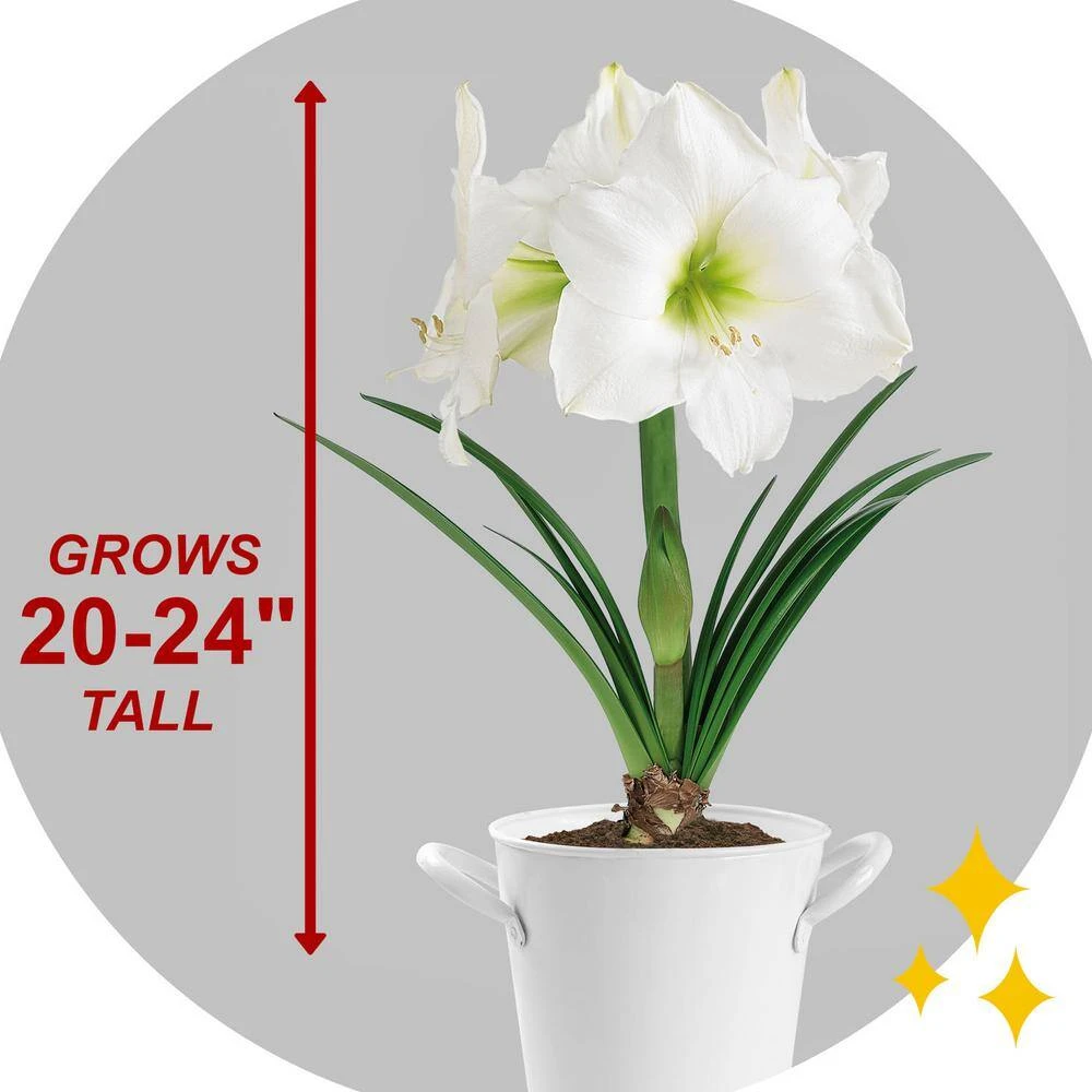 White Christmas Amaryllis Flower Bulbs, 28/30cm (Bag Of 3) 8 White Christmas Amaryllis Flower Bulbs, 28/30cm (Bag Of 3) - Image 6