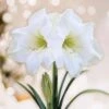 White Christmas Amaryllis Flower Bulbs, 28/30cm (Bag Of 3) -Garden State Bulb garden state bulb flower bulbs ech 31 03 01 64 1000