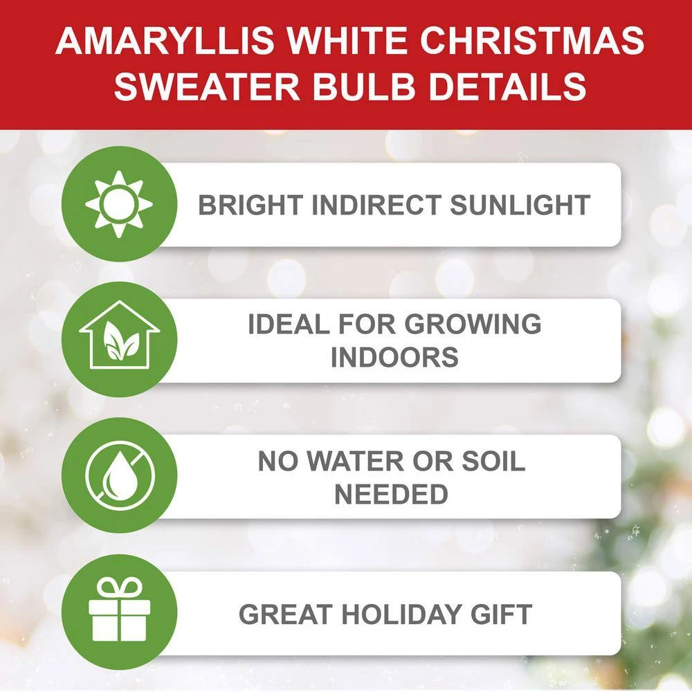 White Christmas Amaryllis Flower Bulbs, 28/30cm (Bag Of 3) 5 White Christmas Amaryllis Flower Bulbs, 28/30cm (Bag Of 3) - Image 3