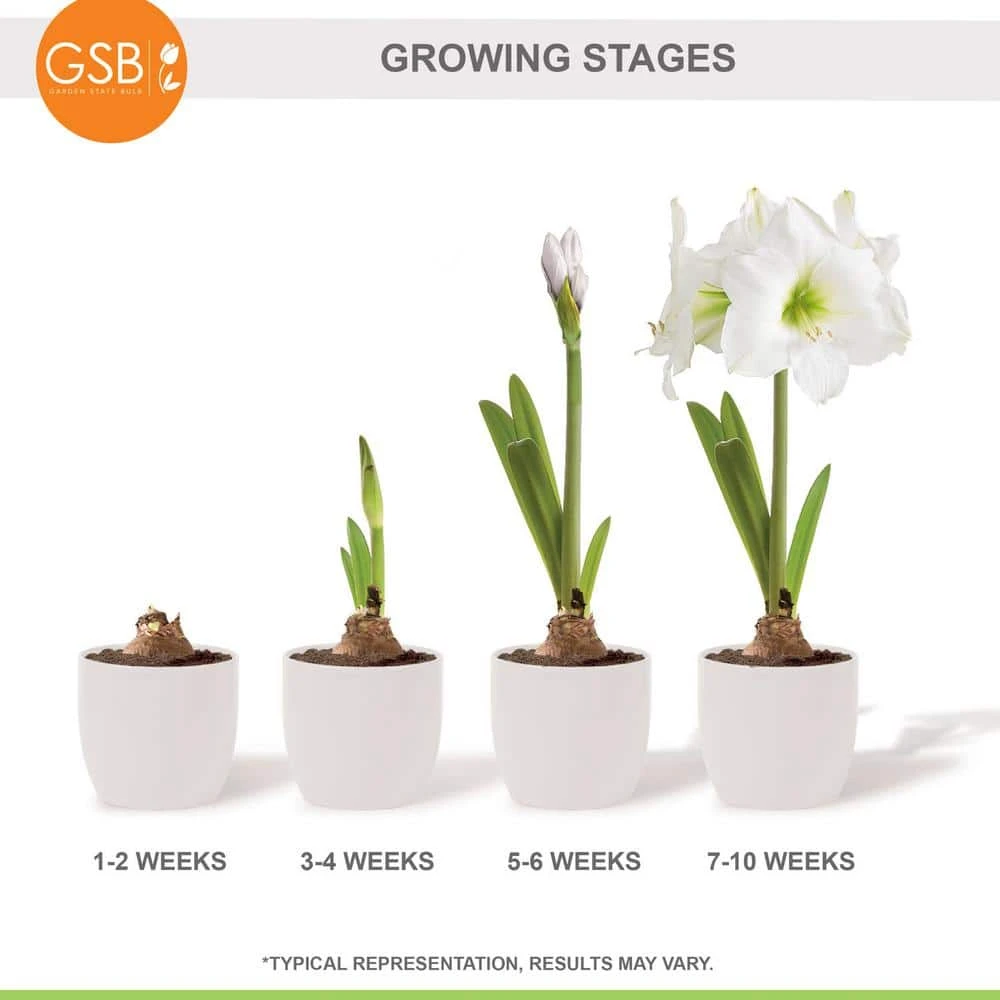 White Christmas Amaryllis Flower Bulbs, 28/30cm (Bag Of 3) 9 White Christmas Amaryllis Flower Bulbs, 28/30cm (Bag Of 3) - Image 7