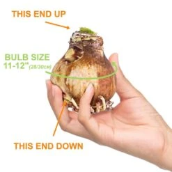 White Christmas Amaryllis Flower Bulbs, 28/30cm (Bag Of 6) -Garden State Bulb garden state bulb flower bulbs ech 31 06 02 4f 1000