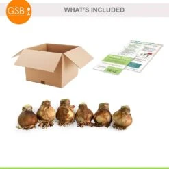 White Christmas Amaryllis Flower Bulbs, 28/30cm (Bag Of 6) -Garden State Bulb garden state bulb flower bulbs ech 31 06 02 77 1000