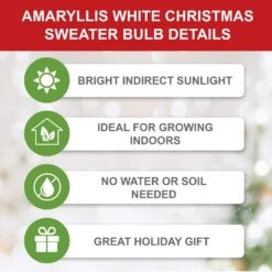 White Christmas Amaryllis Flower Bulbs, 28/30cm (Bag Of 6) -Garden State Bulb garden state bulb flower bulbs ech 31 06 02 c3 1000