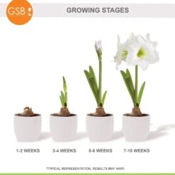 White Christmas Amaryllis Flower Bulbs, 28/30cm (Bag Of 6) -Garden State Bulb garden state bulb flower bulbs ech 31 06 02 fa 1000