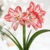 26/28cm, Blossom Peacock Double Amaryllis Flower Bulb (Bag Of 1) -Garden State Bulb garden state bulb flower bulbs ech 35 01 01 64 1000
