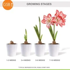 26/28cm, Blossom Peacock Double Amaryllis Flower Bulb (Bag Of 1) -Garden State Bulb garden state bulb flower bulbs ech 35 01 01 fa 1000