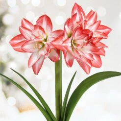 26/28cm, Blossom Peacock Double Amaryllis Flower Bulb (Bag Of 2)