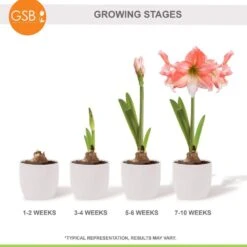 26/28cm, Tinkerbell Amaryllis Flower Bulbs (Bag Of 3) -Garden State Bulb garden state bulb flower bulbs ech 36 03 01 fa 1000