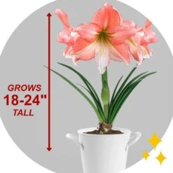 26/28cm, Tinkerbell Amaryllis Flower Bulbs (Bag Of 6) -Garden State Bulb garden state bulb flower bulbs ech 36 06 02 44 1000