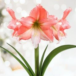 26/28cm, Tinkerbell Amaryllis Flower Bulbs (Bag Of 6)