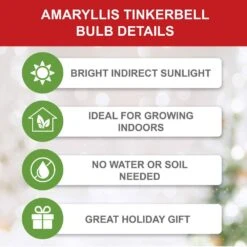 26/28cm, Tinkerbell Amaryllis Flower Bulbs (Bag Of 6) -Garden State Bulb garden state bulb flower bulbs ech 36 06 02 c3 1000