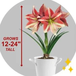 26/28cm, Opal Star Amaryllis Flower Bulbs (Bag Of 3) -Garden State Bulb garden state bulb flower bulbs ech 37 03 01 44 1000