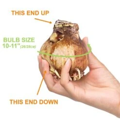 26/28cm, Opal Star Amaryllis Flower Bulbs (Bag Of 3) -Garden State Bulb garden state bulb flower bulbs ech 37 03 01 4f 1000