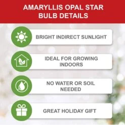 26/28cm, Opal Star Amaryllis Flower Bulbs (Bag Of 3) -Garden State Bulb garden state bulb flower bulbs ech 37 03 01 c3 1000