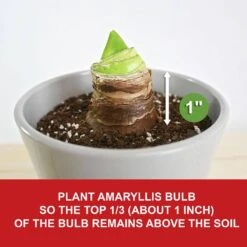 26/28cm, Opal Star Amaryllis Flower Bulbs (Bag Of 6) -Garden State Bulb garden state bulb flower bulbs ech 37 06 02 1f 1000