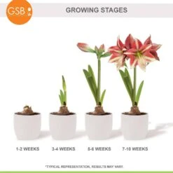 26/28cm, Opal Star Amaryllis Flower Bulbs (Bag Of 6) -Garden State Bulb garden state bulb flower bulbs ech 37 06 02 fa 1000