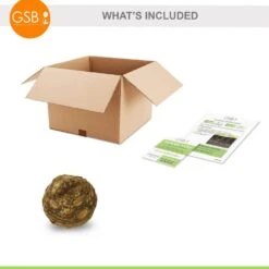 15/17 In. Giant Mammoth Elephant Ear Bulbs (Bag Of 1) -Garden State Bulb garden state bulb flower bulbs ecs 01 01 01 c3 1000